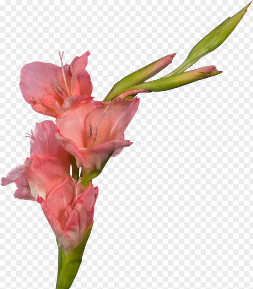 Gladiolus Cut Flowers Plant Stem PNG