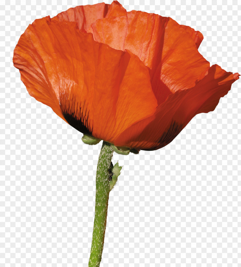 Poppy Material Wild Flowers Of America United States Floral Design PNG