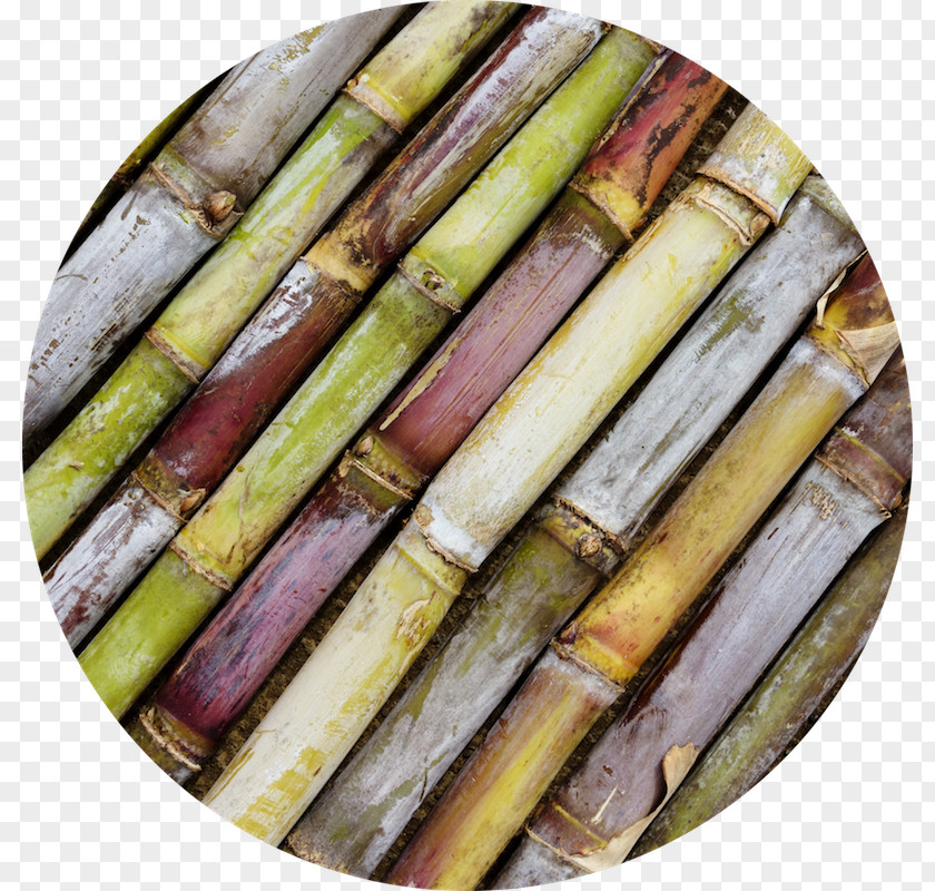 Sugarcane Cane Sugar Fotolia Variety 1-Octacosanol PNG