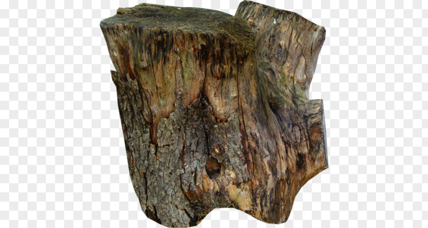 Tree Stump Wood Trunk Bark PNG