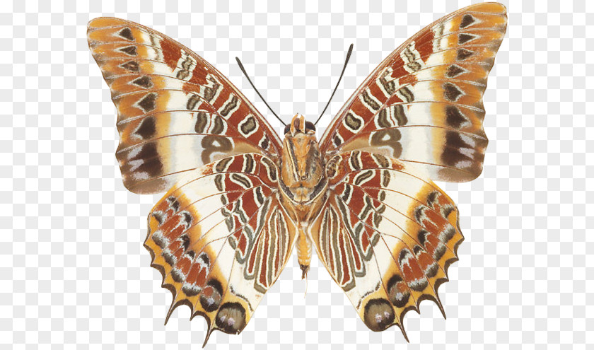 Butterfly Brush-footed Butterflies Moth PNG