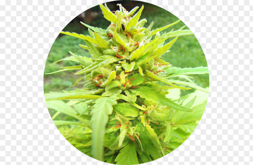 Cannabis Ruderalis Autoflowering Landrace Seed Bank PNG