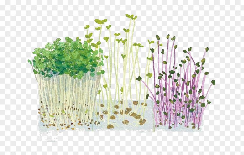 Cartoon Bean Sprouts Vegetables Vegetable Illustration PNG