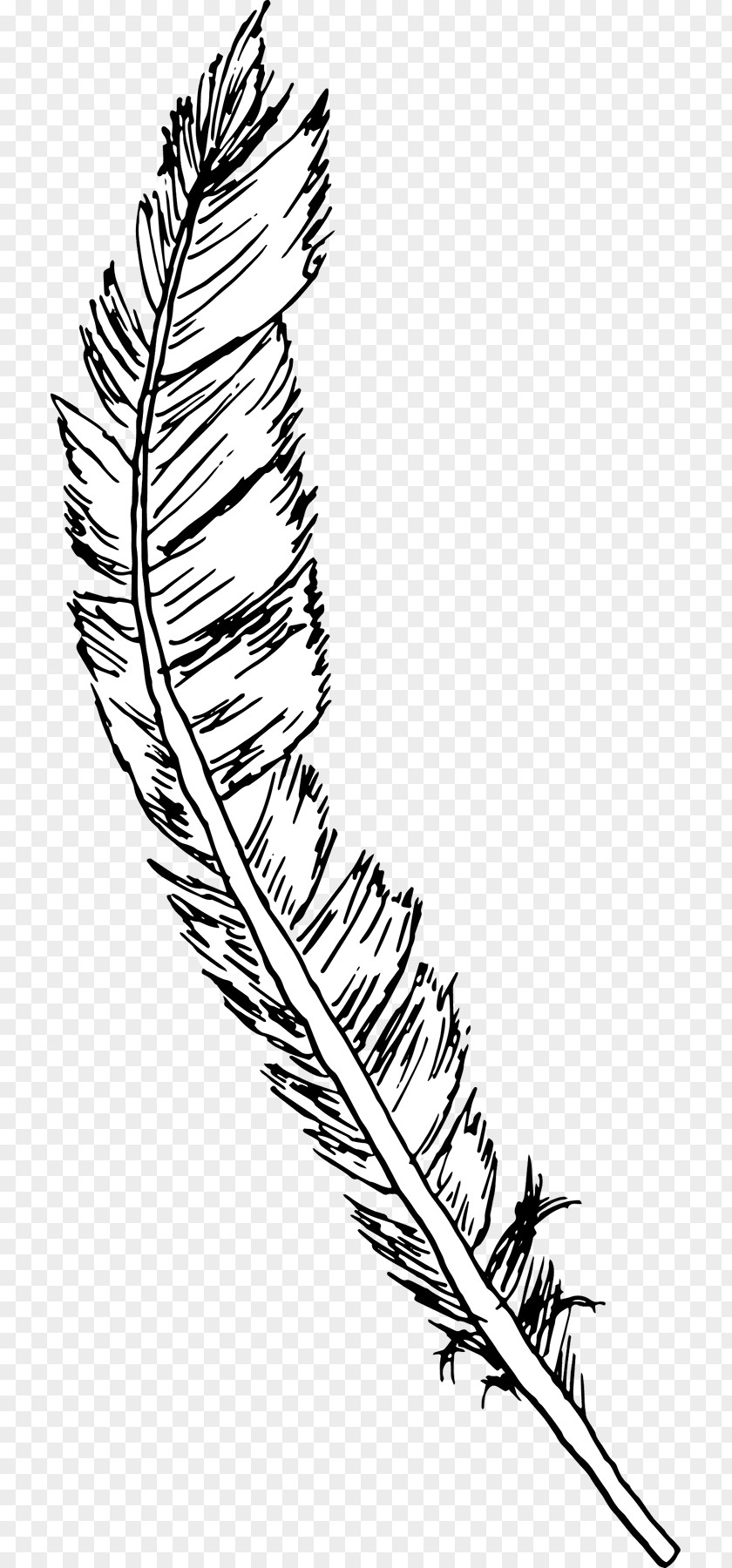Falling Feathers Drawing Line Art Feather PNG