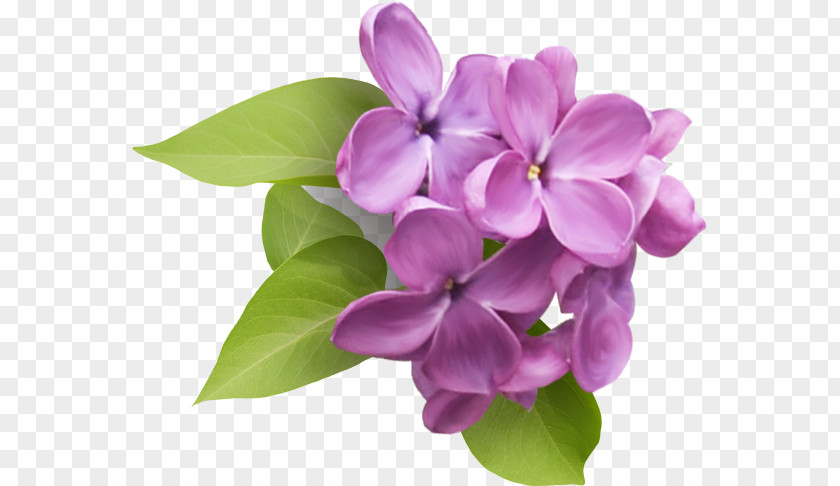 Lilac Common Flower Clip Art PNG