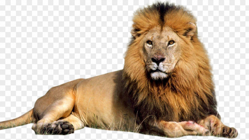 Lion Computer File PNG