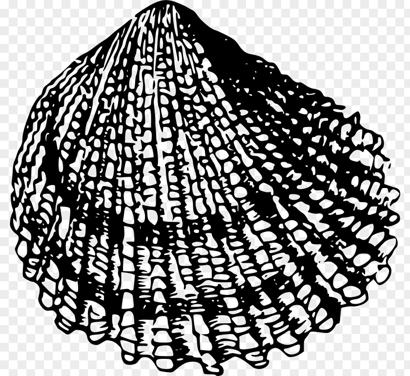 Seashell Bivalvia Clip Art PNG