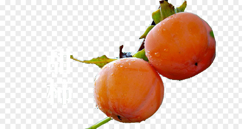 Persimmon Image Clementine Fruit PNG