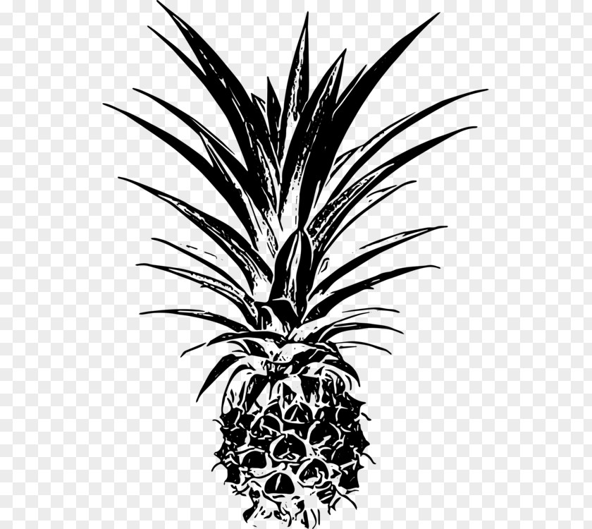Pineapple Drawing Black Palm Trees Clip Art Leaf Vector Graphics PNG