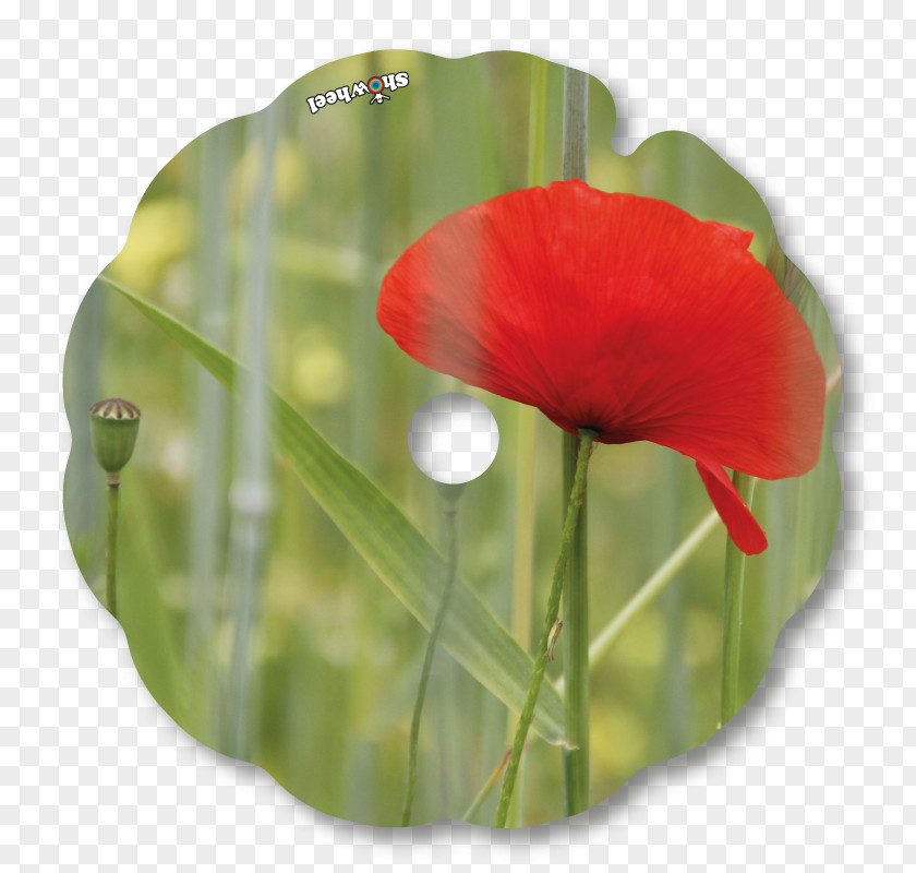 Poppy Wildflower Plant Stem PNG