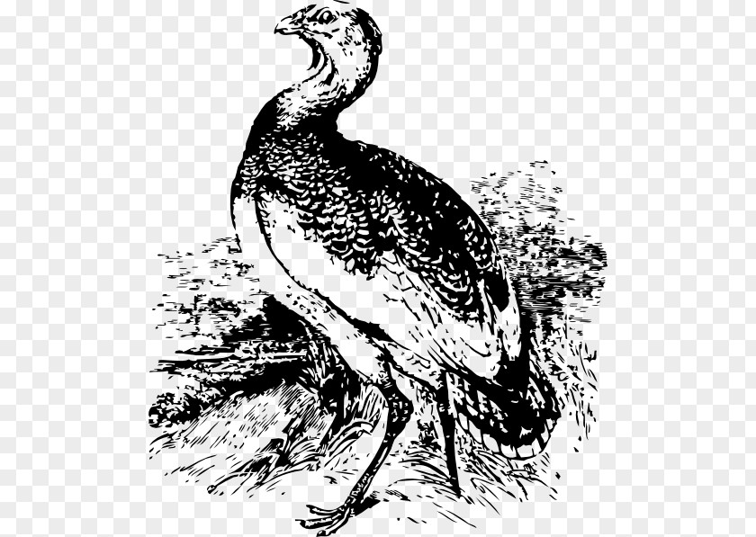 Bird Great Bustard Drawing Vertebrate PNG