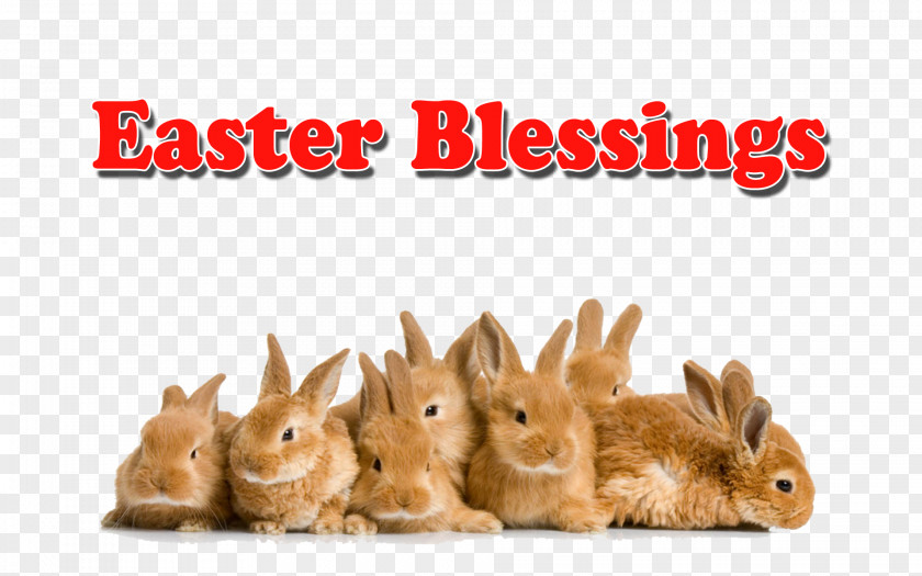 Blessing Day Easter Bunny Domestic Rabbit Angora PNG