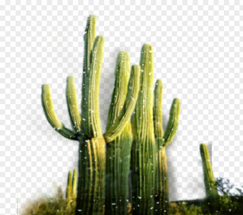 Creative Green Cactus San Pedro Cactaceae Desert PNG