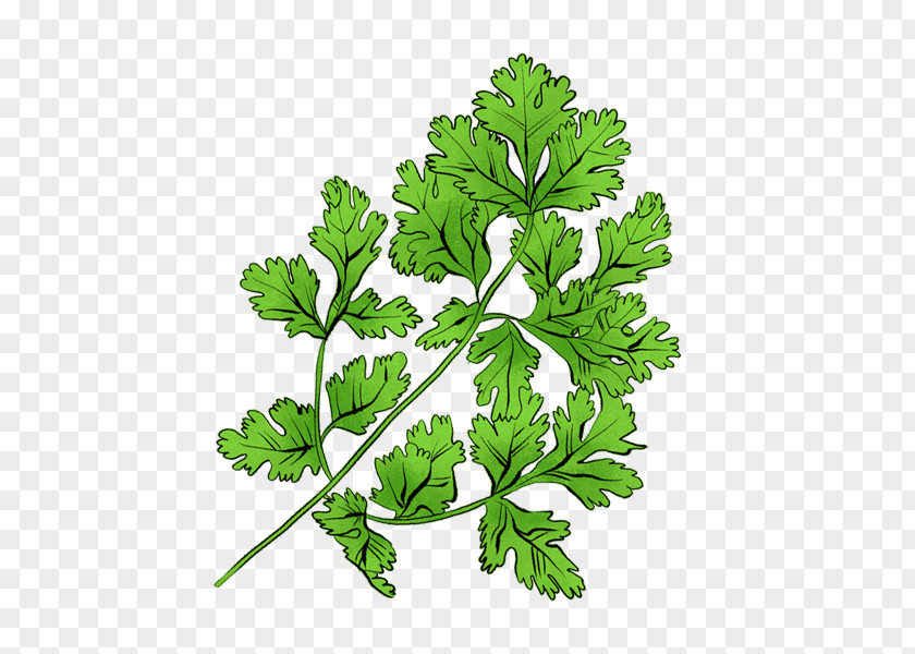 Culantro Illustration Parsley Coriander Chervil Castile Soap Sunflower PNG