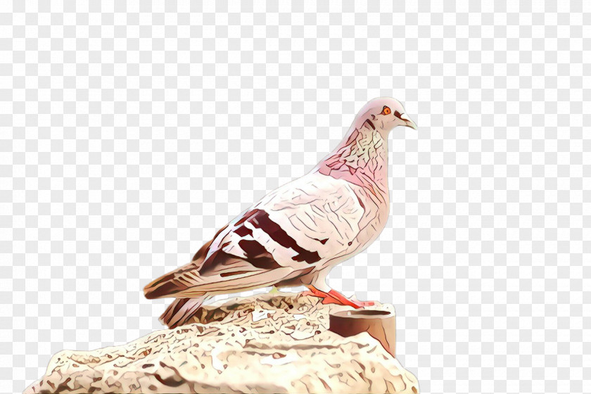 Feather PNG