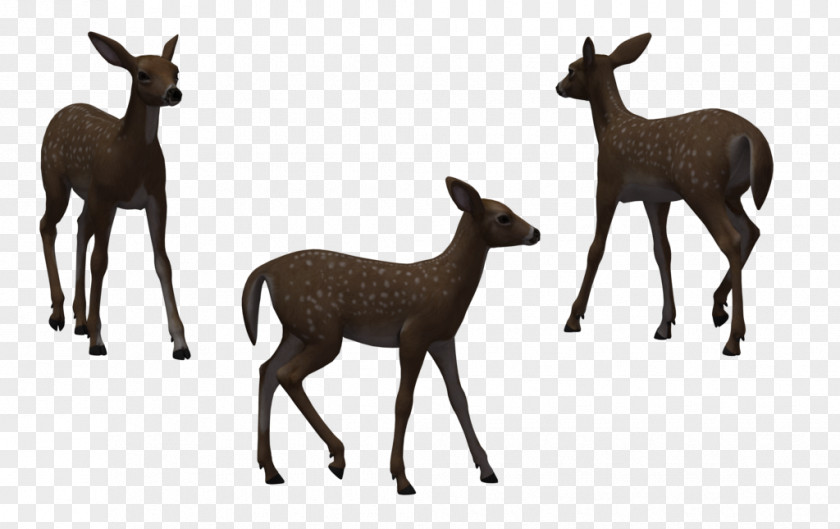Free Deer Pictures Red White-tailed Roe Illustration PNG