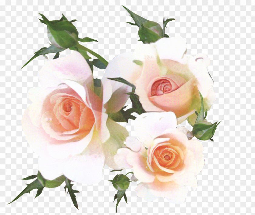 Garden Roses Cabbage Rose Cut Flowers Floral Design PNG