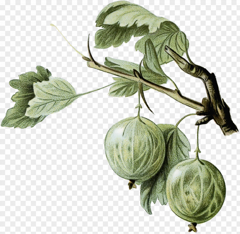 Perennial Plant Gooseberry Leaf Branch PNG