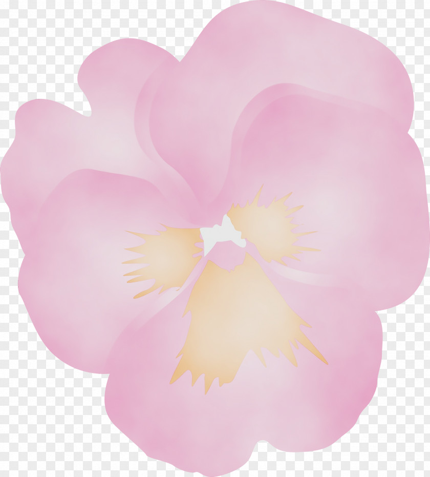 Petal Pink Flower Plant Moth Orchid PNG