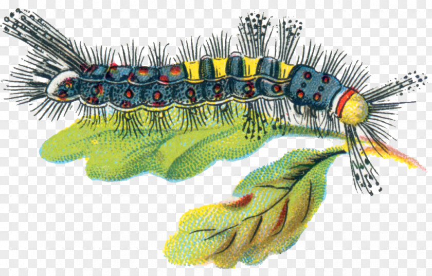 Caterpillar Insect Butterfly Orgyia Antiqua Recens PNG