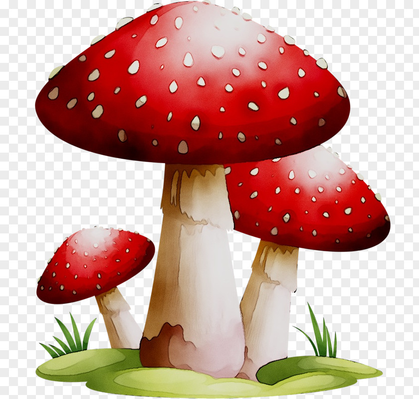 Edible Mushroom Clip Art Common Fungus PNG