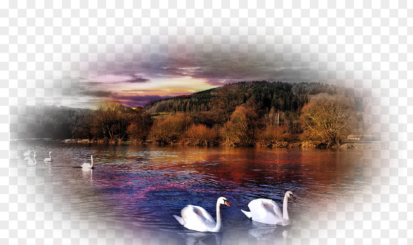 Swans Bird Mute Swan Desktop Wallpaper Sunset Nature PNG