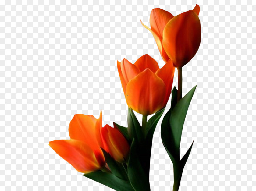 Tulip Flower Clip Art PNG