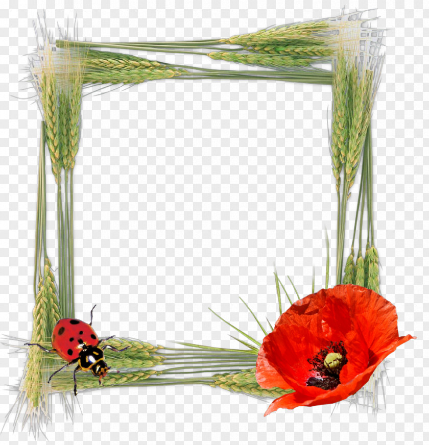 Design Floral Picture Frames Photography Red PNG
