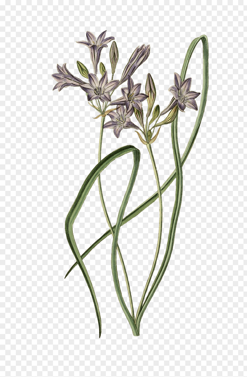 Drawing Plant Flower Botany PNG
