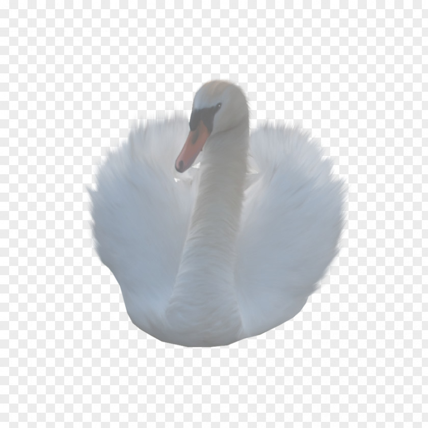 Duck Cygnini PNG