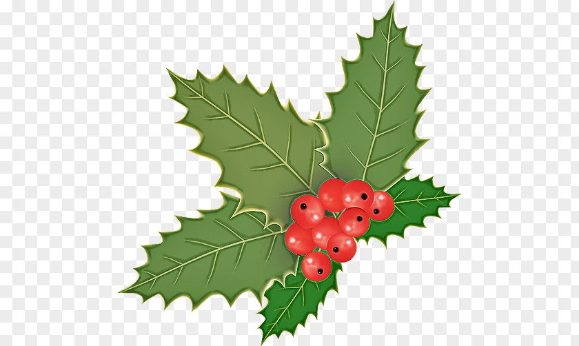 Holly PNG