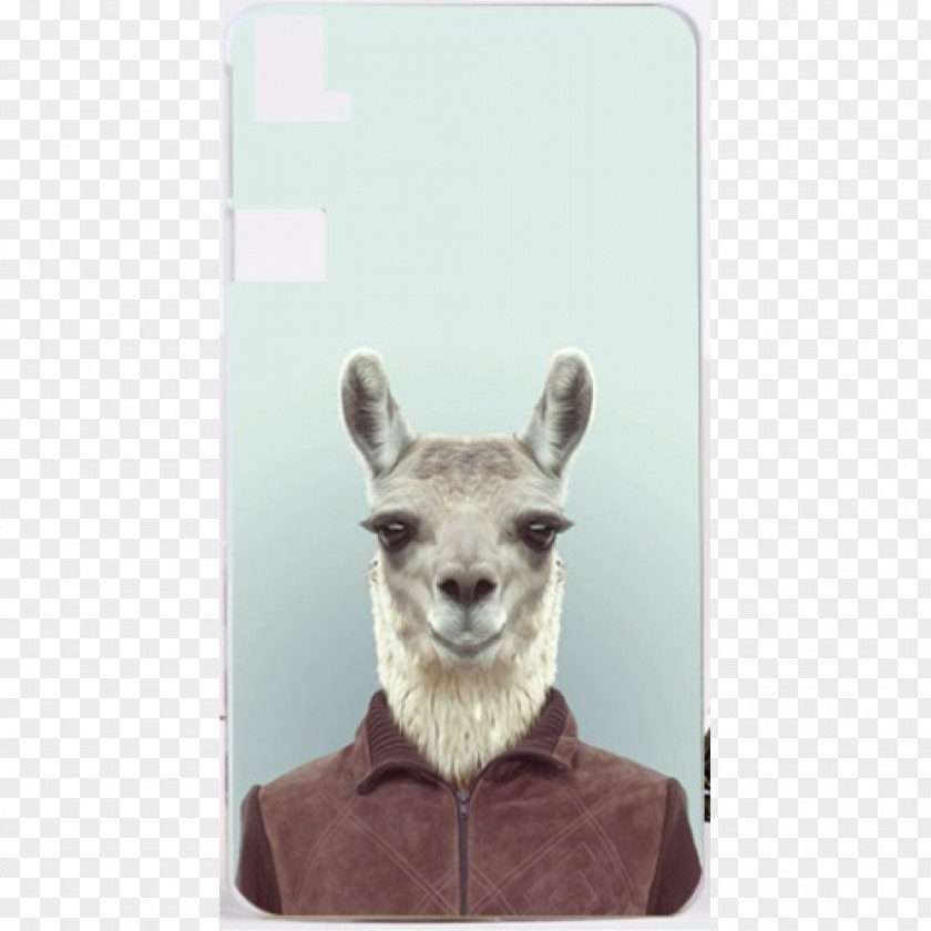 Koala Zoo Portraits 2018: SLIM NOTES Llama Animal PNG
