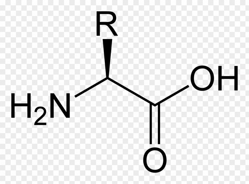 L Proteinogenic Amino Acid Aspartic Amine PNG