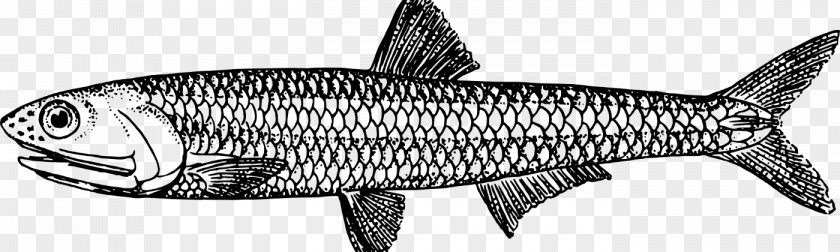 Rayfinned Fish Cyprinidae Cartoon PNG