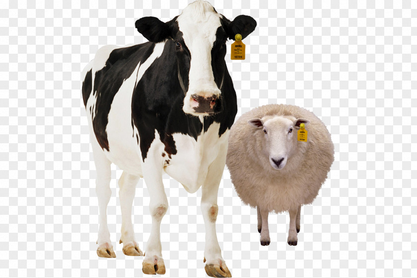 Standees Holstein Friesian Cattle Dairy Milk Clip Art PNG