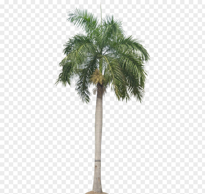 Tree Roystonea Regia Arecaceae Queen Palm PNG