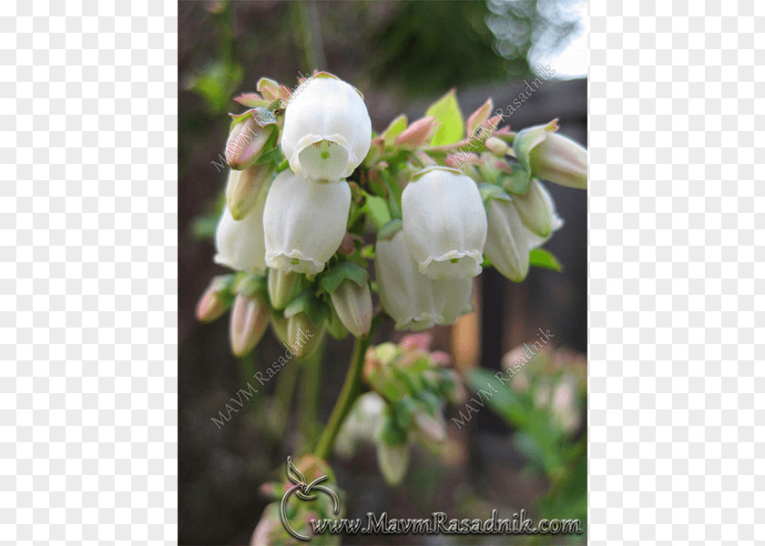 Vaccinium Corymbosum Highbush Blueberry European Plant Floral Design PNG