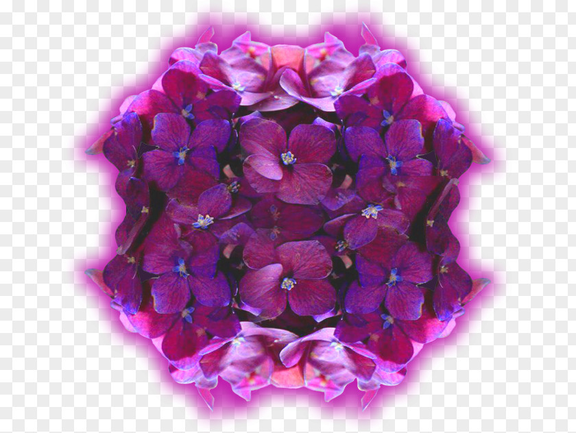 билкова аптекаViolet Hydrangea Violet Cut Flowers Petal Вербена М PNG