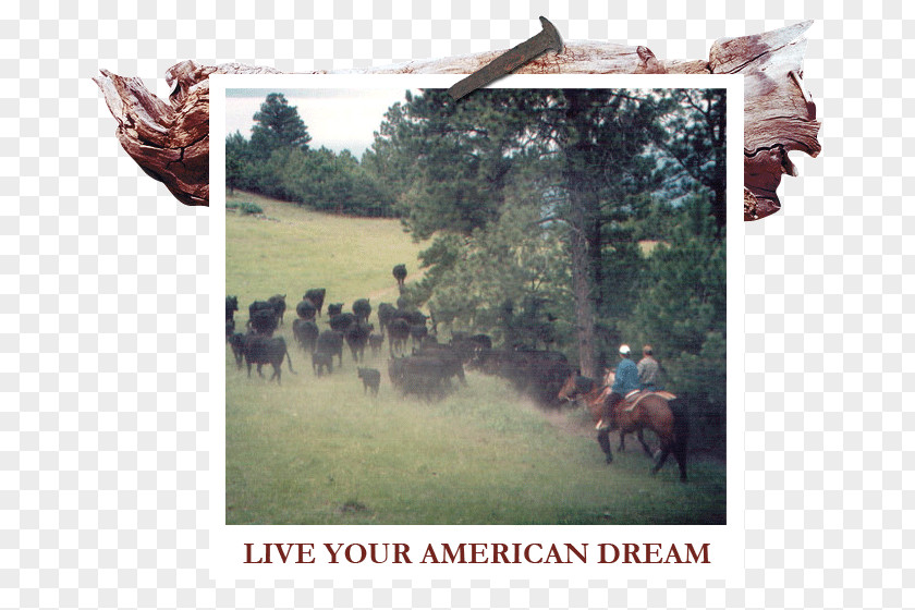 American Dream White River Ranch Themar Cattle South Thuringia Round Pen Text PNG