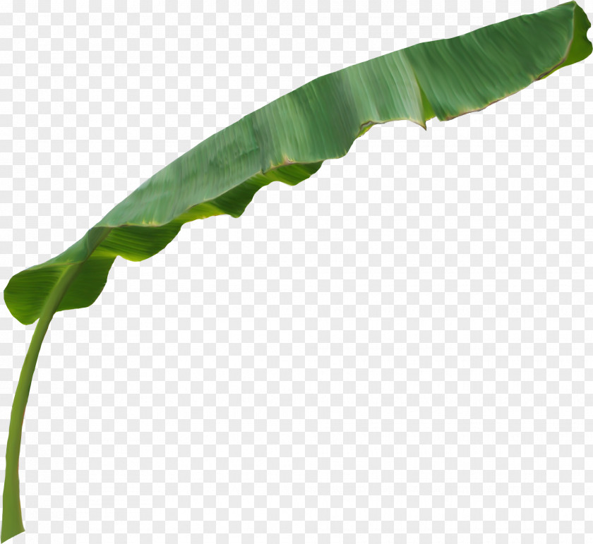 Fruit Banana Leaf Plant Stem PNG