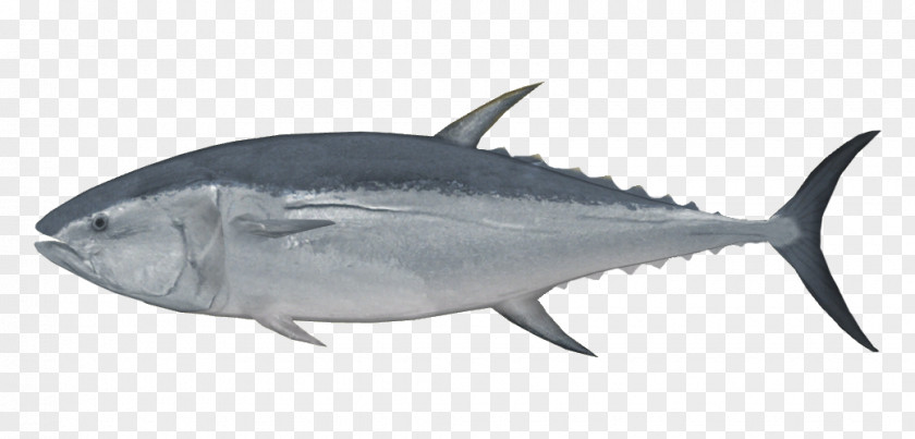 Tuna New Zealand Pacific Bluefin Albacore Sushi Fish PNG