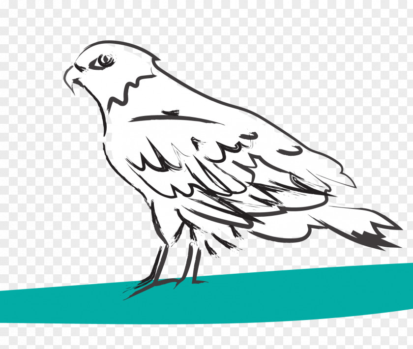 Aguia Beak Drawing Line Art Clip PNG