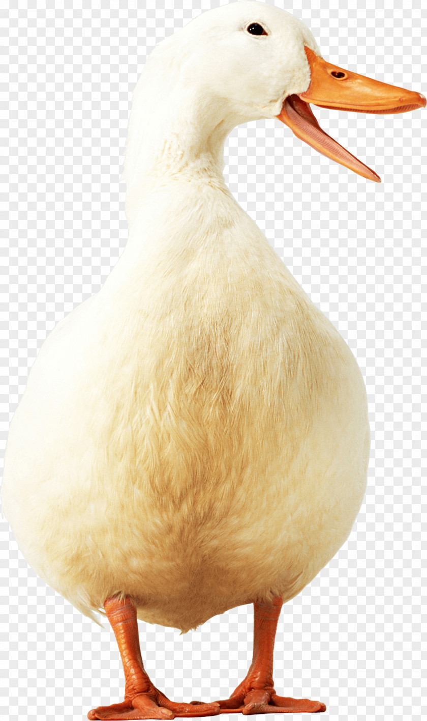 Duck Image American Pekin Goose Poultry PNG