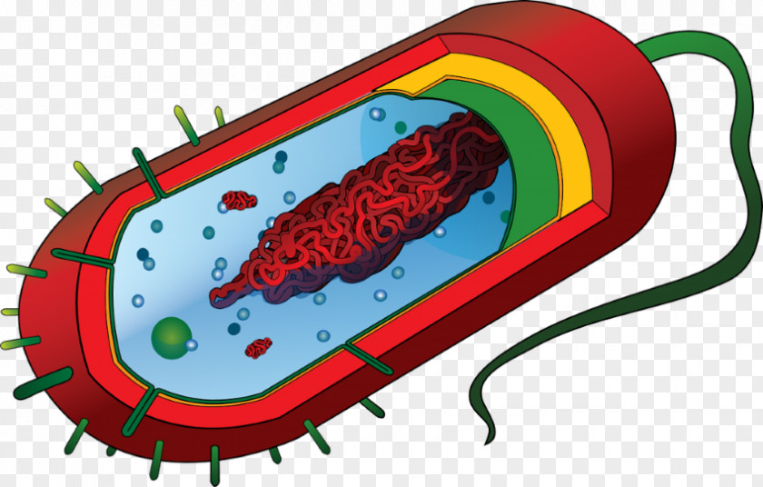 Eukaryotic Cell Prokaryote Eukaryote Bacteria Diagram PNG