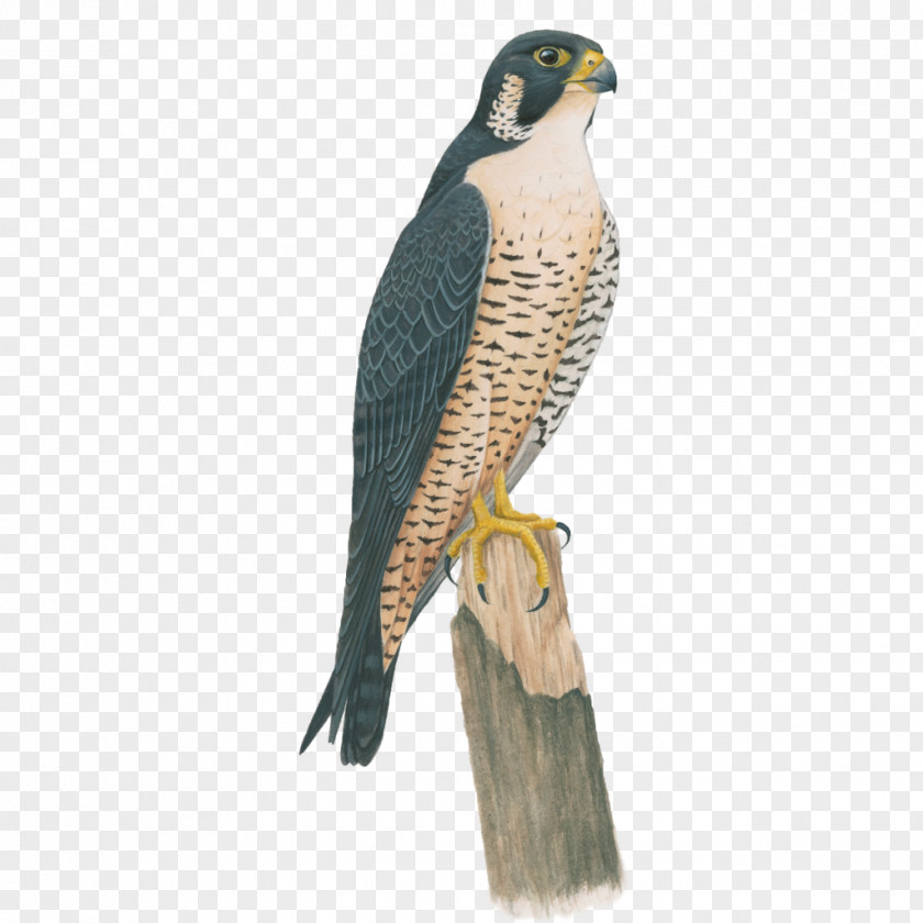 Falcon Birds Of North America Peregrine Anna's Hummingbird PNG