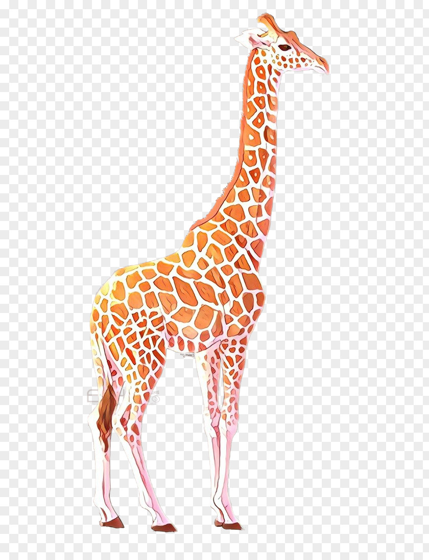 Fawn Adaptation Giraffe Giraffidae Terrestrial Animal Wildlife Figure PNG