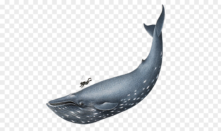 Large Blue Whale Homo Sapiens Clip Art PNG