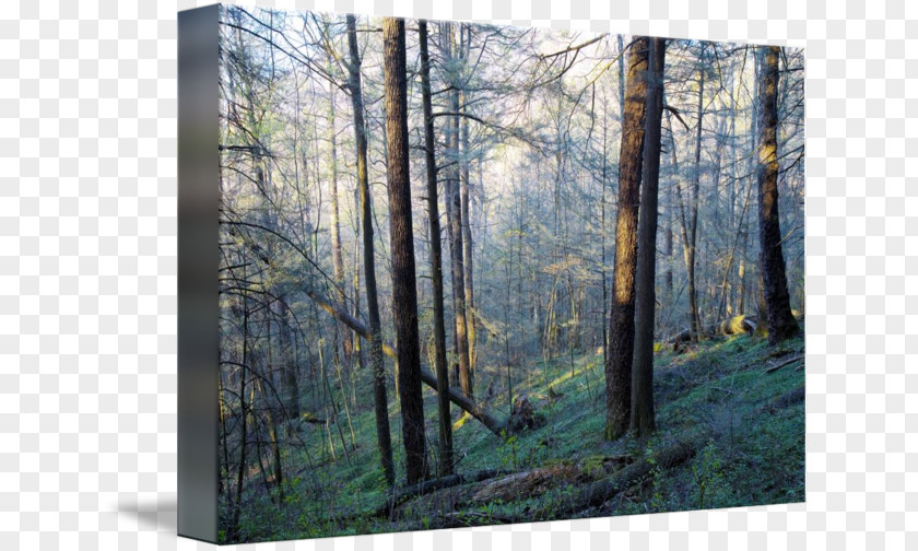 Old-growth Forest Great Smoky Mountains National Park Woodland Temperate Broadleaf And Mixed Northern Hardwood PNG