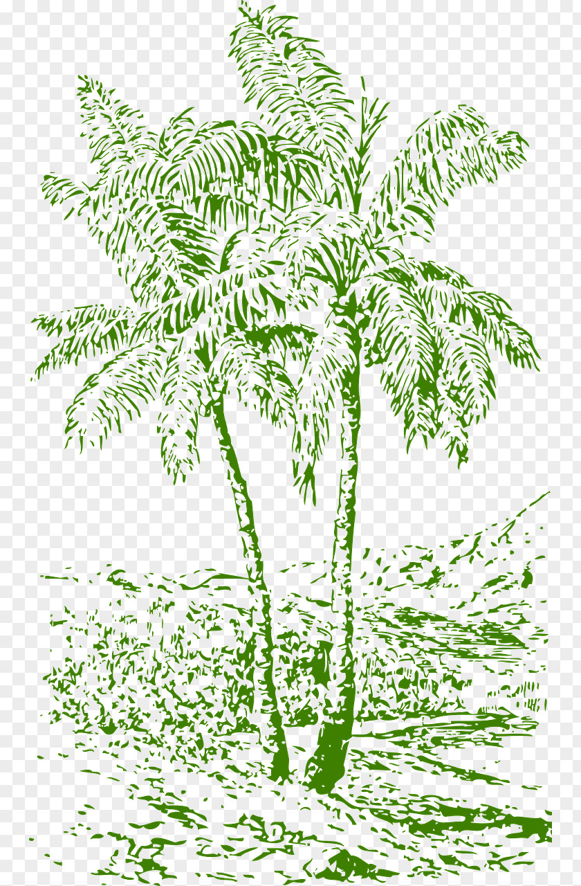 Palm Tree Clipart Arecaceae Drawing Coconut PNG