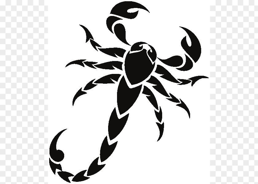 Scorpio Vector Scorpion Drawing Clip Art PNG